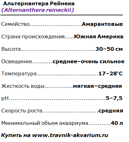 Альтернантера рейнека мини фото